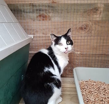 Keepin Katz memorial - black and white feline