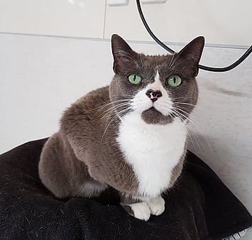 Memorial of grey and white feline from cattery