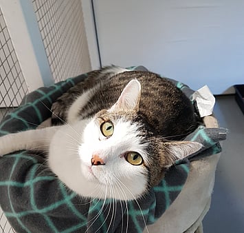 Cat in indoor shelter environment