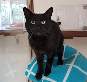 Cat in well-equipped cattery environment