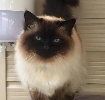 Feline guest memorial