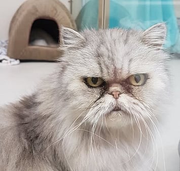 Grey and white fluffy cat memorial from facility