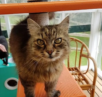 Bicolor cat memorial from Keepin Katz cattery