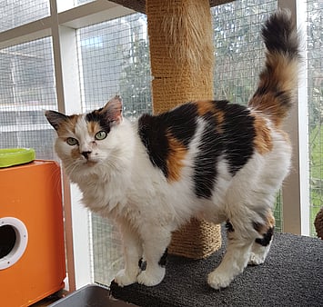 Tortoiseshell cat memorial photo from cattery