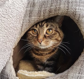 Bicolor cat memorial from Keepin Katz cattery