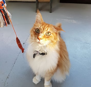 Orange and white cat memorial - Keepin Katz visito