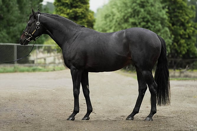 Popular young sire Alflaila at White Robe Lodge -  Photo: supplied