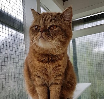 Affectionate cat memorial from Keepin Katz 