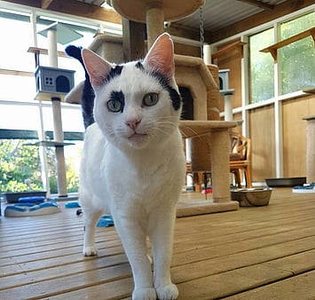 Curious cat memorial photo from facility