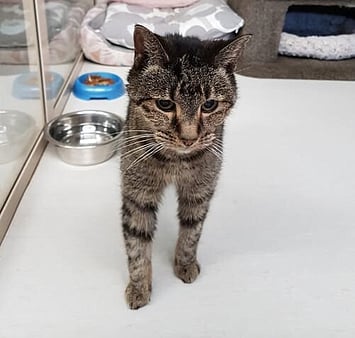 Adventurous cat memorial at Keepin Katz