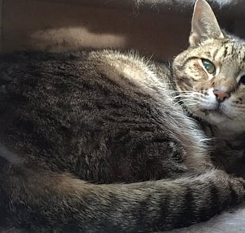 Snuggly memorial cat from Keepin Katz cattery