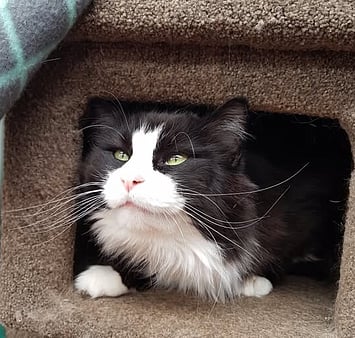 Independent feline memorial photo at facility