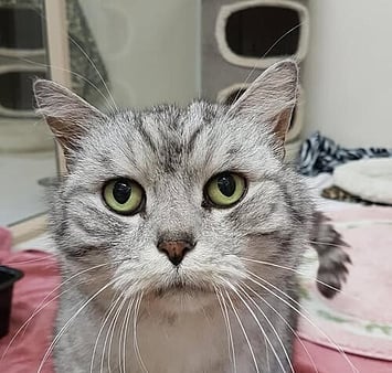 Energetic cat memorial from Keepin Katz history