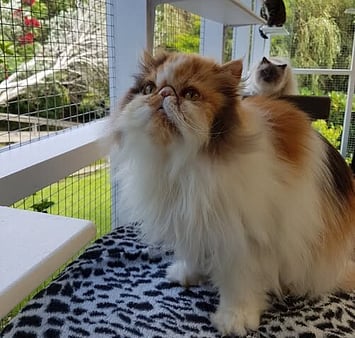 iamese-mix memorial cat from Keepin Katz 