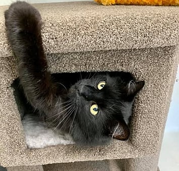 Adventurous cat memorial at Keepin Katz