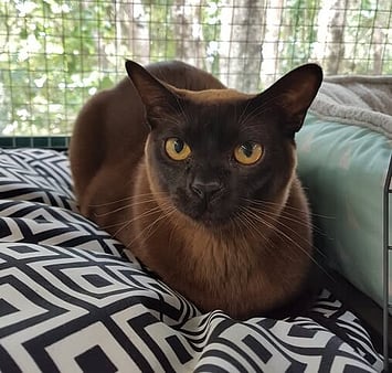 Independent feline memorial photo at facility