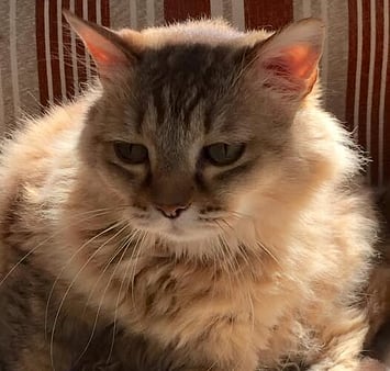 Gentle memorial cat - Keepin Katz