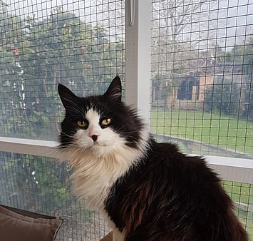 Memorial of feline from Keepin Katz cattery