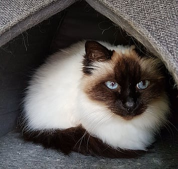 Keepin Katz memorial cat photo