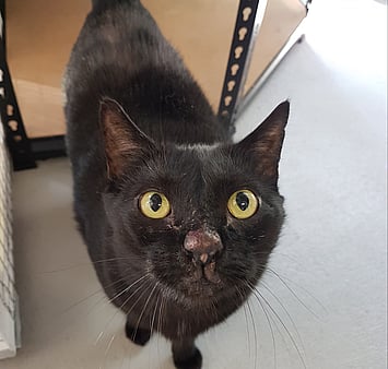 Memorial feline from Keepin Katz records