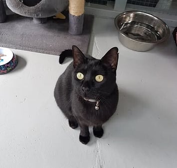 Friendly feline memorial - Keepin Katz visitor