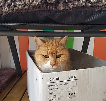 Curious cat memorial photo from facility