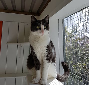 Blue-grey cat memorial photo during Keepin Katz stay