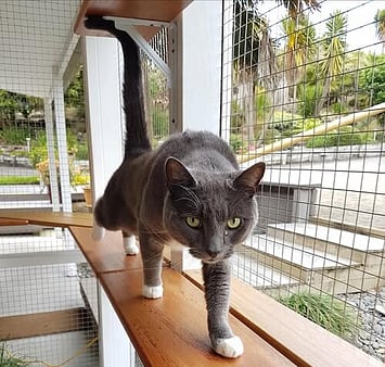 Cat memorial from Keepin Katz