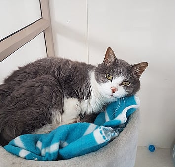 Grey and white snuggly feline at Keepin Katz