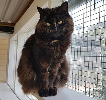 Calico feline memorial photo at Keepin Katz facility