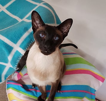 Siamese-mix curious cat memorial at Keepin Katz