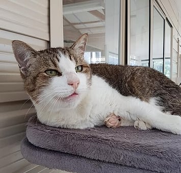 Snuggly memorial cat from Keepin Katz cattery