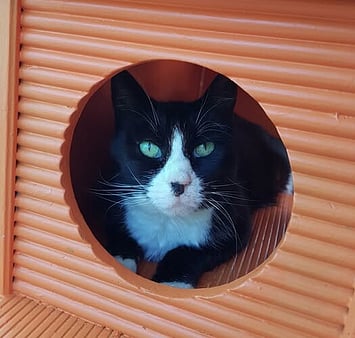 Cat memorial at Keepin Katz