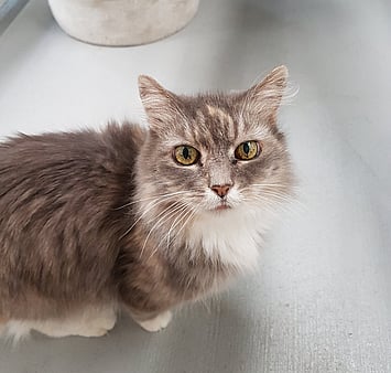 Feline memorial - Keepin Katz