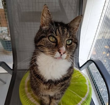 Keepin Katz visitor memorial