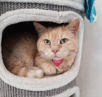 Keepin Katz feline visitor