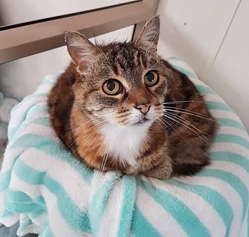 Keepin Katz cat tribute