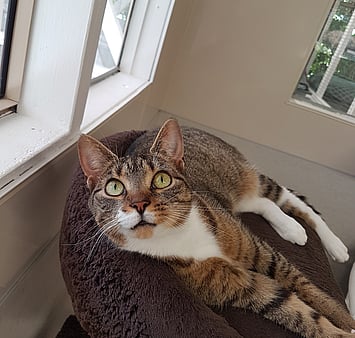 Cat from Keepin Katz facility