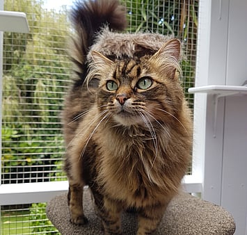 Keepin Katz cat photo memorial