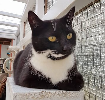 Feline memorial from Keepin Katz