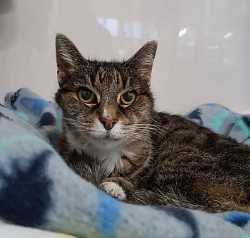 Cat visitor memorial from Keepin Katz