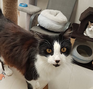 Memorial from Keepin Katz