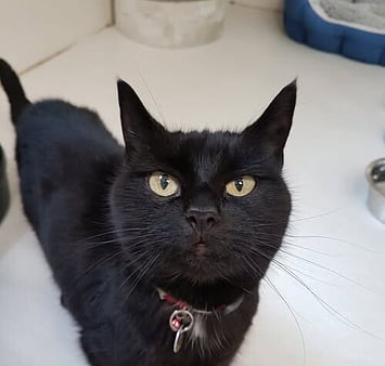 Black cat visitor memorial from Keepin Katz