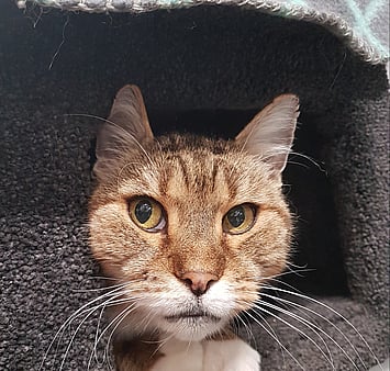 Keepin Katz facility memorial - Tabby