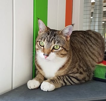 Tabby cat memorial photo from cattery