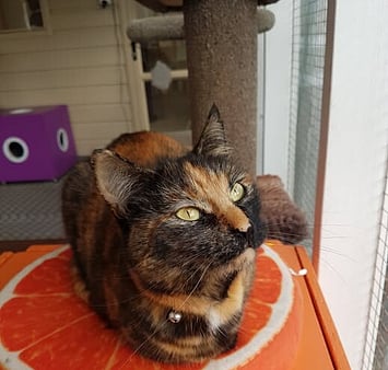 Tortoiseshell cat memorial photo from cattery