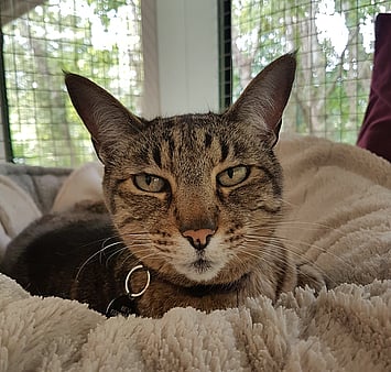 Brown tabby cat memorial photo at cattery