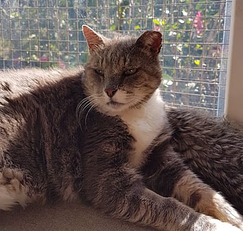 Parti-colored cat memorial - Keepin Katz records