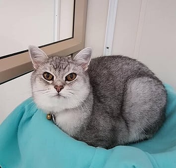 Shy memorial cat from Keepin Katz