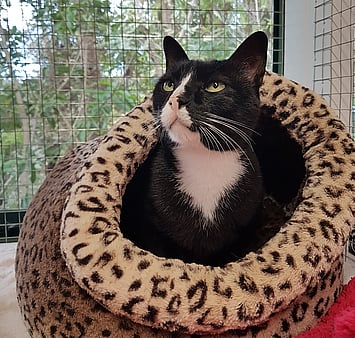 Keepin Katz facility memorial - black and white cat